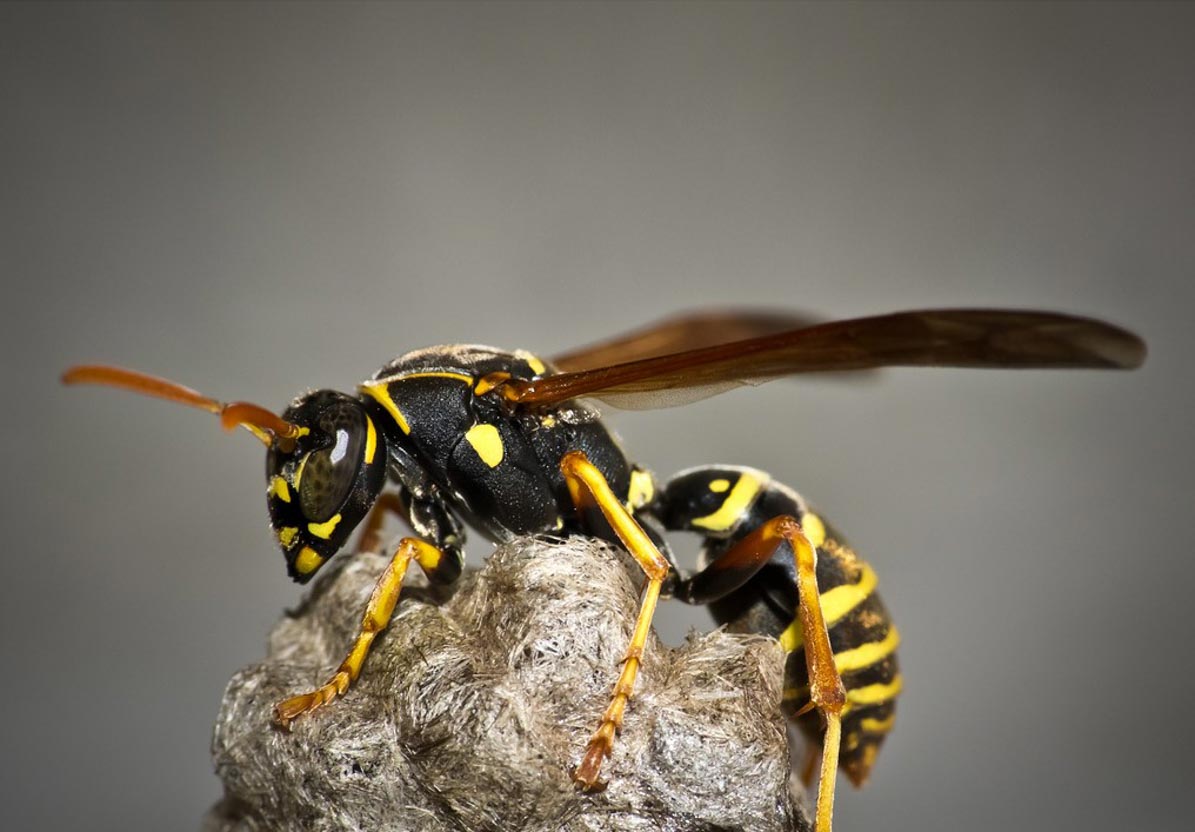 Black and yellow as a warning sign